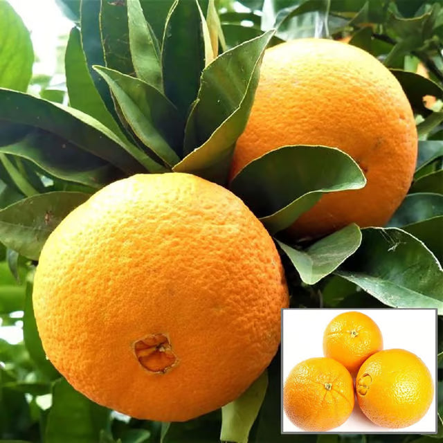 Washington Navel Orange Santra Grafted Fruit Plant