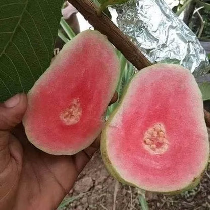 Taiwan Pink Guava Amrood Layering/Grafted Fruit Plant