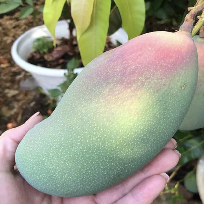 Valencia Pride Mango Aam Grafted Fruit Plant