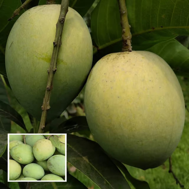 Bangladesh Haribhanga Mango Aam Grafted Fruit Plant (1.5-3 Feet Height)
