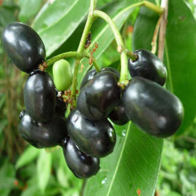 Thai Black Jamun Jambolan Jam Grafted Fruit Plant