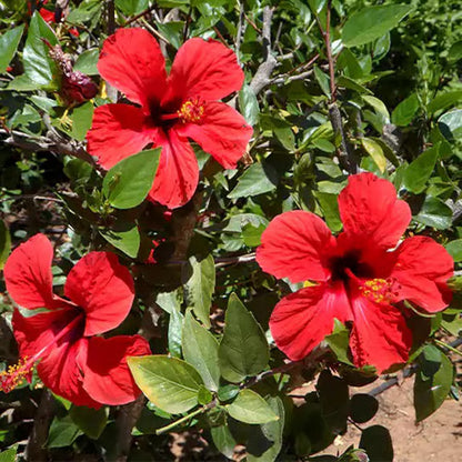 Red Color Desi Puja Hibiscus Joba Gudhal Flower Plant (1-2 Feet Height)