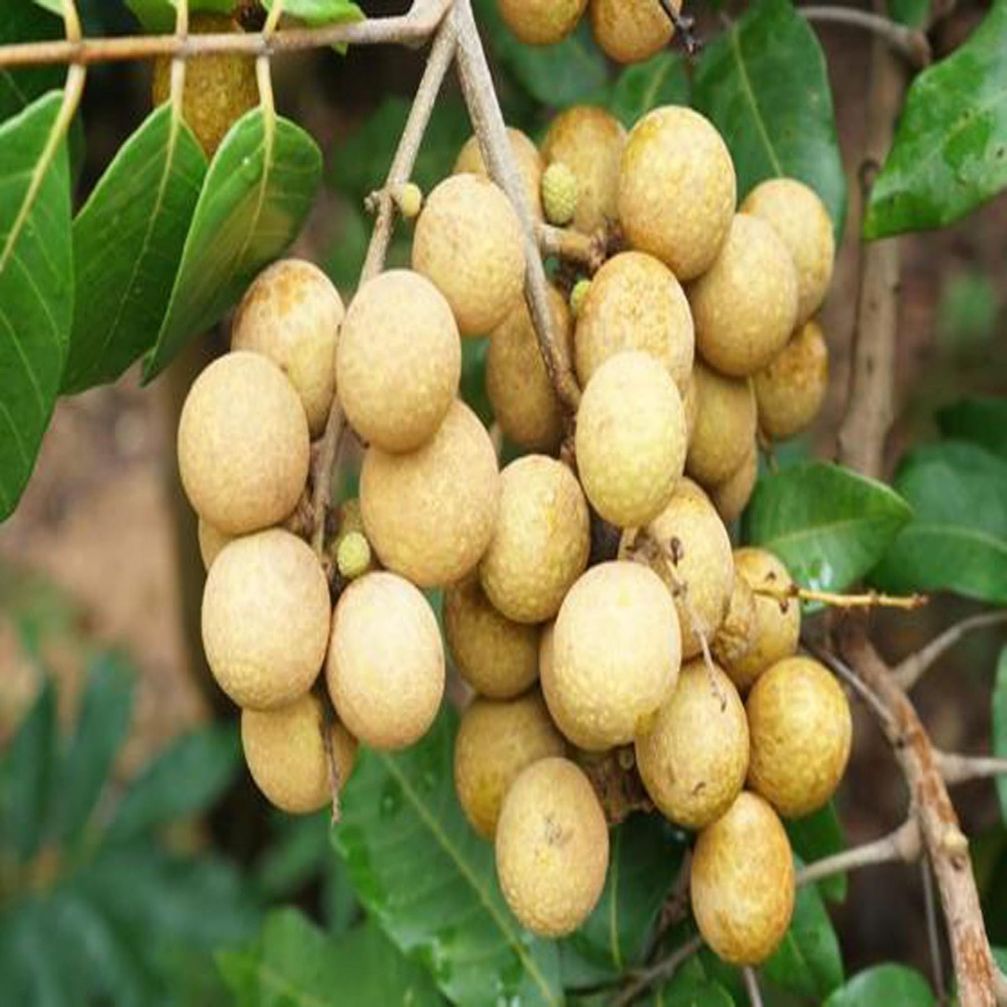 Daw Dragon Eye Longan Grafted Fruit Plant