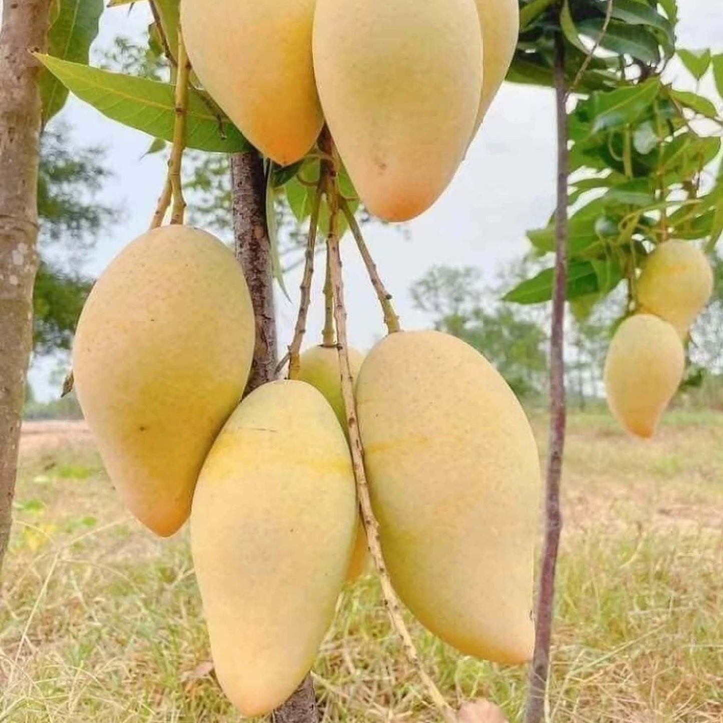 Thai Nam Dok Mai All Time Mango Aam Grafted Fruit Plant