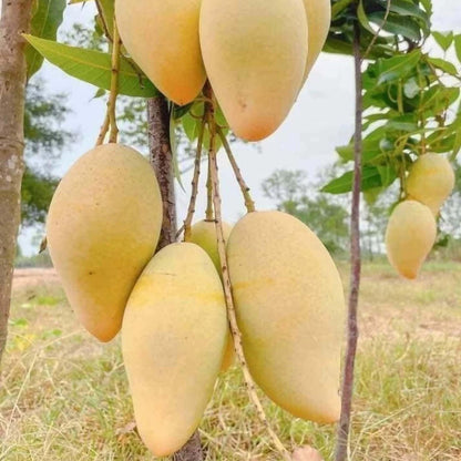Thai Nam Dok Mai All Time Mango Aam Grafted Fruit Plant