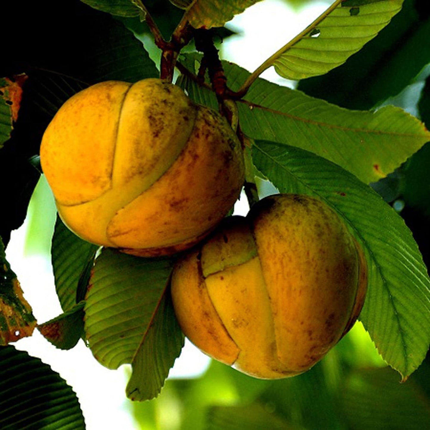 Elephant Apple Chalta Dillenia Indica Fruit Plant (1.5-3 Feet Height)