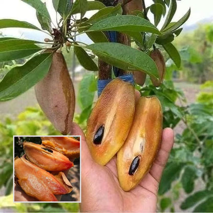 Thai Banana Long Chikoo Sapota Grafted Fruit Plant