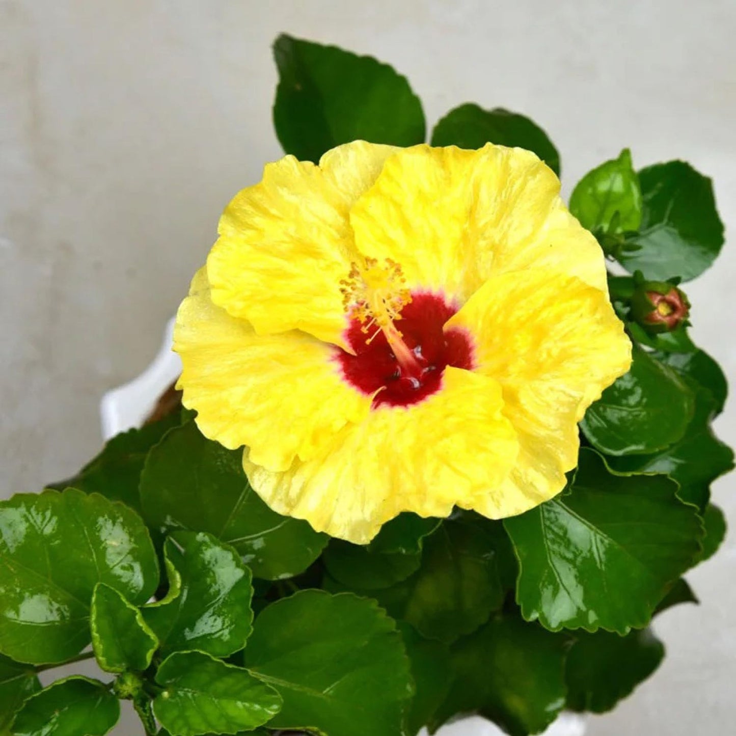 Yellow Colour Hybrid Hibiscus Joba Gudhal Flower Plant