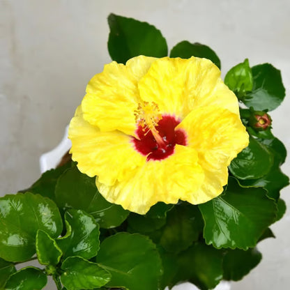 Yellow Colour Hybrid Hibiscus Joba Gudhal Flower Plant
