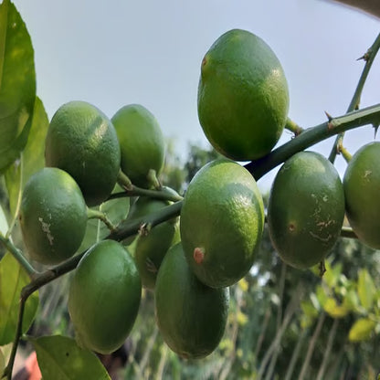 All Time Calcutta Pati Lemon Nimbu Layering/Grafted Fruit Plant