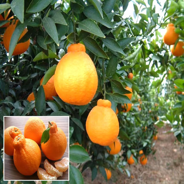 Dekopon Orange Santra Grafted Fruit Plant (1.5-2 Feet Height)