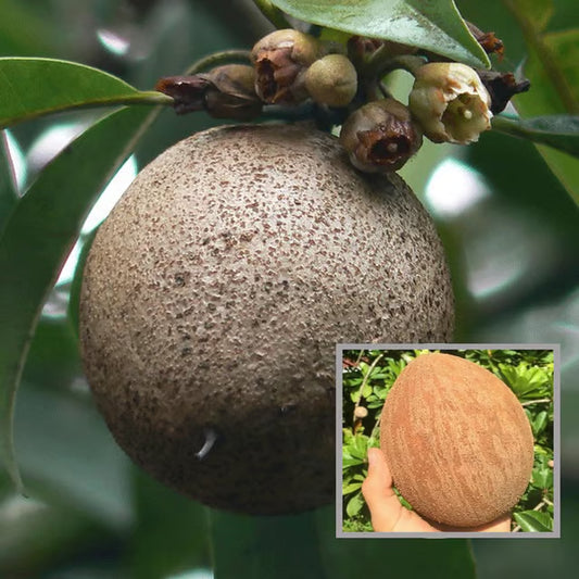 Jambo Chikoo Sapota Grafted Fruit Plant
