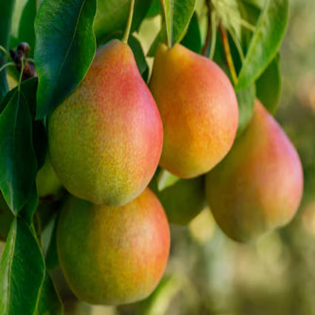 Pear Pyrus Communis Nashpati Layering/Grafted Fruit Plant (1.5-3 Feet Height)