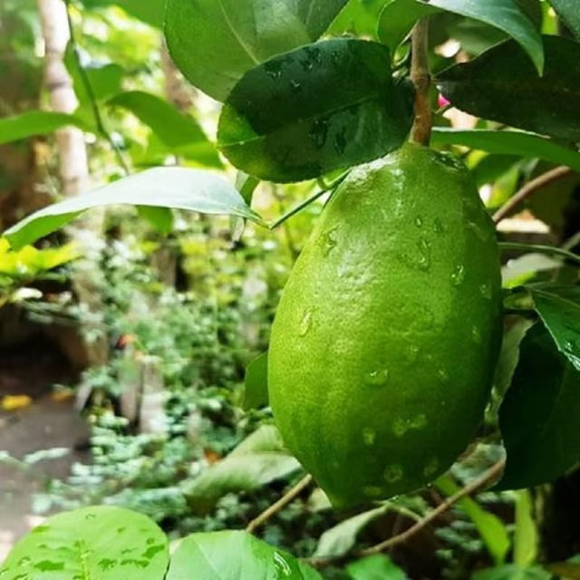 Nimbu Gandharaj Aroma king Lemon Nimbu Layering/Grafted Fruit Plant