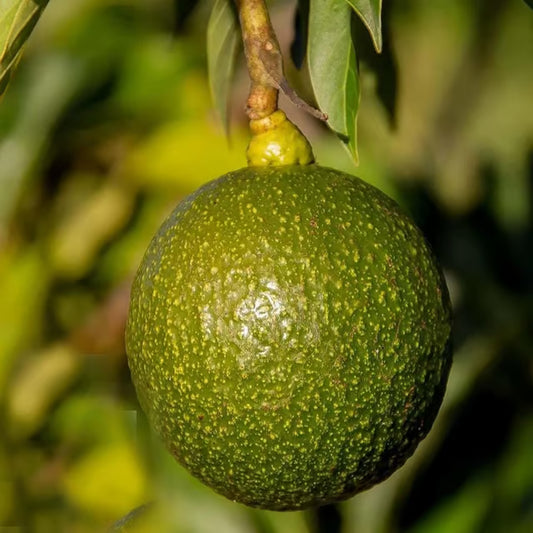 Monroe Round Avocado Butter Fruit Grafted Plant