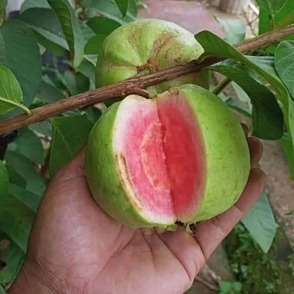 Pink Lalit Lalitha Guava Amrood Layering/Grafted Fruit Plant