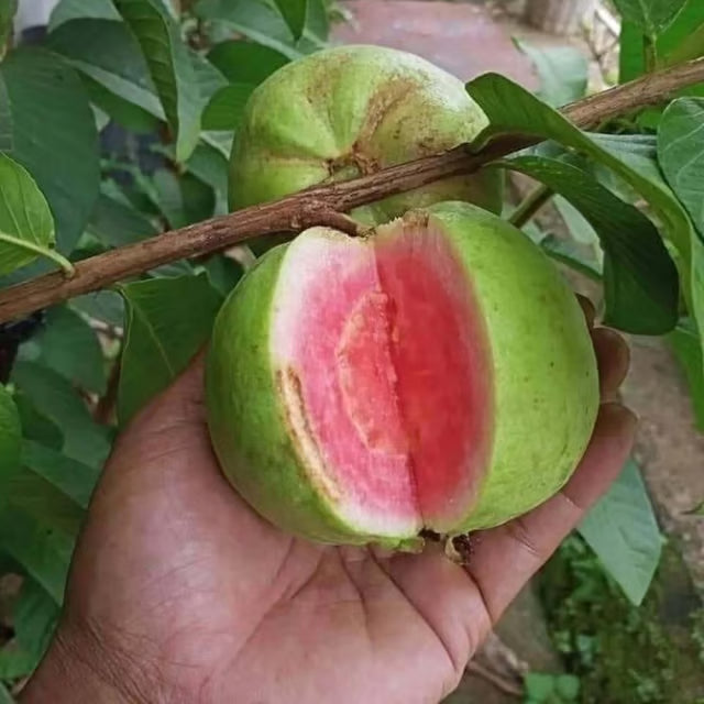 Pink Lalit Lalitha Guava Amrood Layering/Grafted Fruit Plant