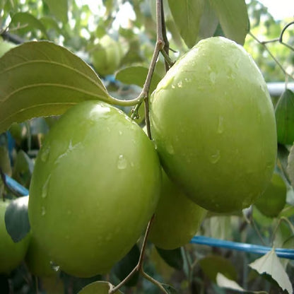 B U Green Apple Ber Jujube Kul Grafted Fruit Plant