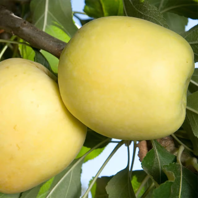 Hariman 99 Low Chill Tropical Apple Seb Grafted Fruit Plant (1.5-3 Feet Height)