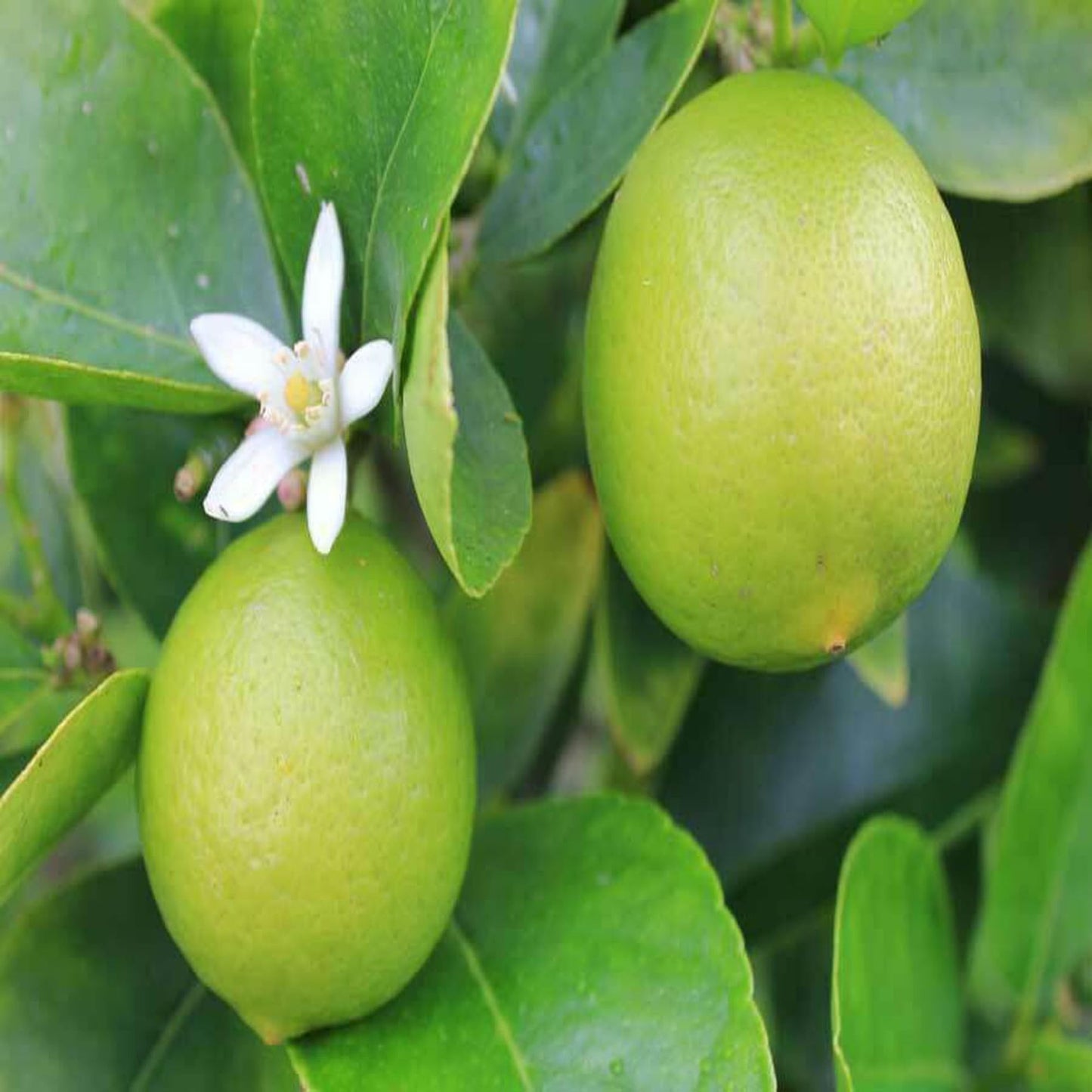 Kagzi Lemon All Time Lemon Nimbu Layering/Grafted Fruit Plant