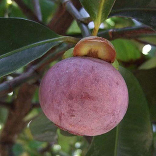 Mangosteen Fruit Plant (1.5-3 Feet Height)