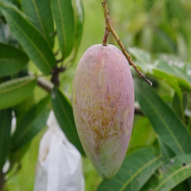Red Rose Gulab Khas Madrazi Golapkhas Mango Aam Grafted Fruit Plant