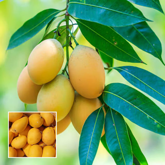 Chinna Rasam Rasalu Mango Aam Grafted Fruit Plant