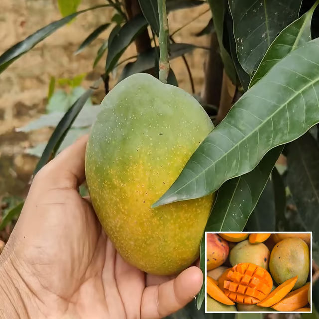 Pusa Surya Mango Aam Grafted Fruit Plant