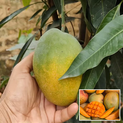 Pusa Surya Mango Aam Grafted Fruit Plant