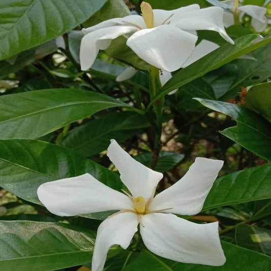 Hing Spice Plant