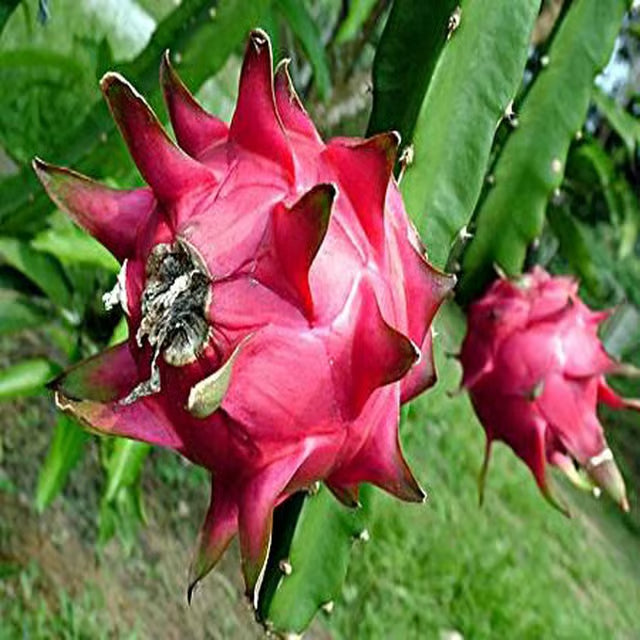 Red Siam Dragon Fruit Cutting/Grafted Fruit Plant
