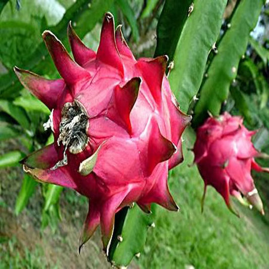Red Siam Dragon Fruit Cutting/Grafted Fruit Plant (1-2 Feet Height)