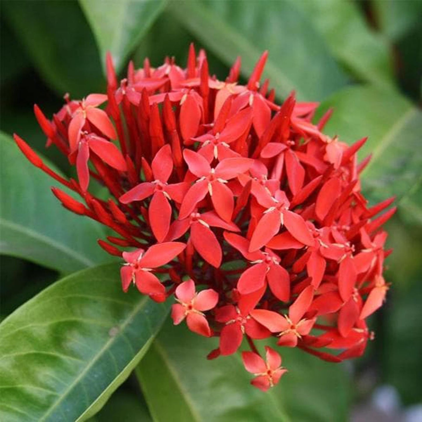 Red Colour Ixora Rukmini Rangan Flower Shrubs Plant (1.5-3 Feet Height)