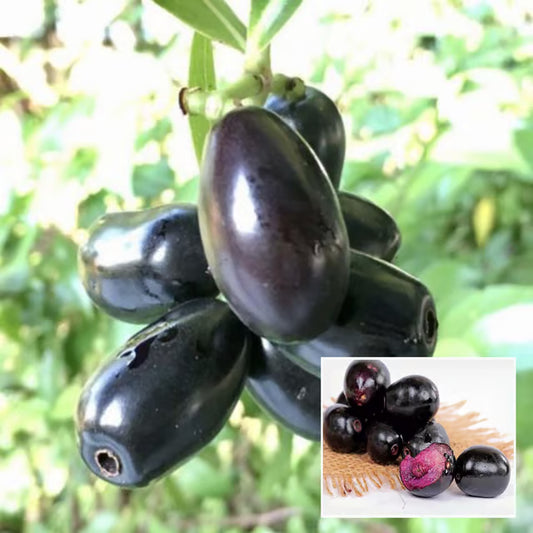 Thai Black Jamun Jambolan Jam Grafted Fruit Plant (1.5-3 Feet Height)