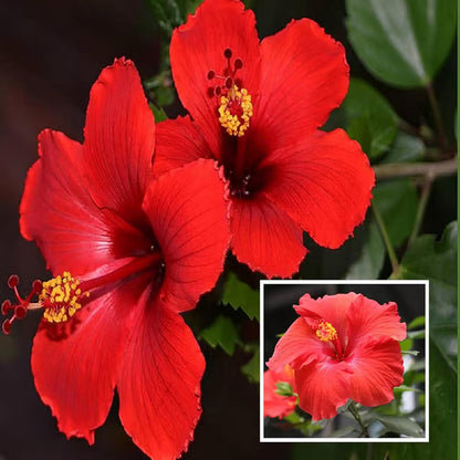 Red Color Desi Puja Hibiscus Joba Gudhal Flower Plant (1-2 Feet Height)