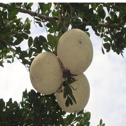 Thai Wood Apple Kot Bel Grafted Fruit Plant