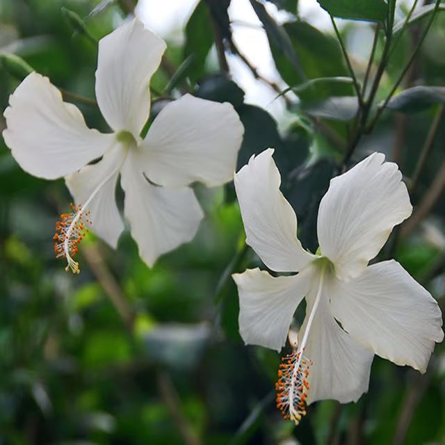 White Colour Hibiscus Joba Gudhal Flower Plant (1-2 Feet Height)