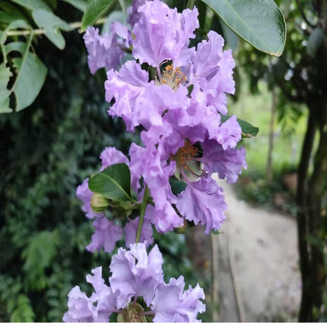 Purple Colour Furush Flower Plant (1-2 Feet Height)