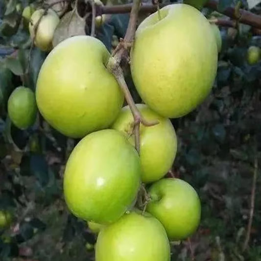 B U Green Apple Ber Jujube Kul Grafted Fruit Plant (1-2 Feet Height)