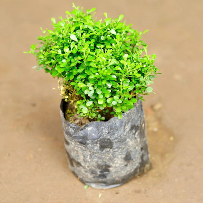 Table Kamini Satin Wood Kunti Shrubs Flower Plant (1-2 Feet Height)