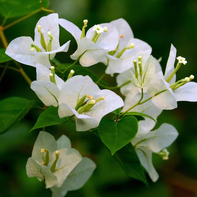 White Colour Bougainvillea Kagoj Ful Shrubs Flower Plant
