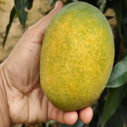 Pusa Surya Mango Aam Grafted Fruit Plant