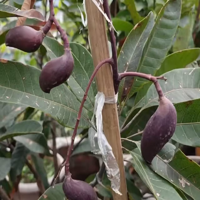 Black Stone Mango Aam Grafted Fruit Plant (1.5-3 Feet Height)