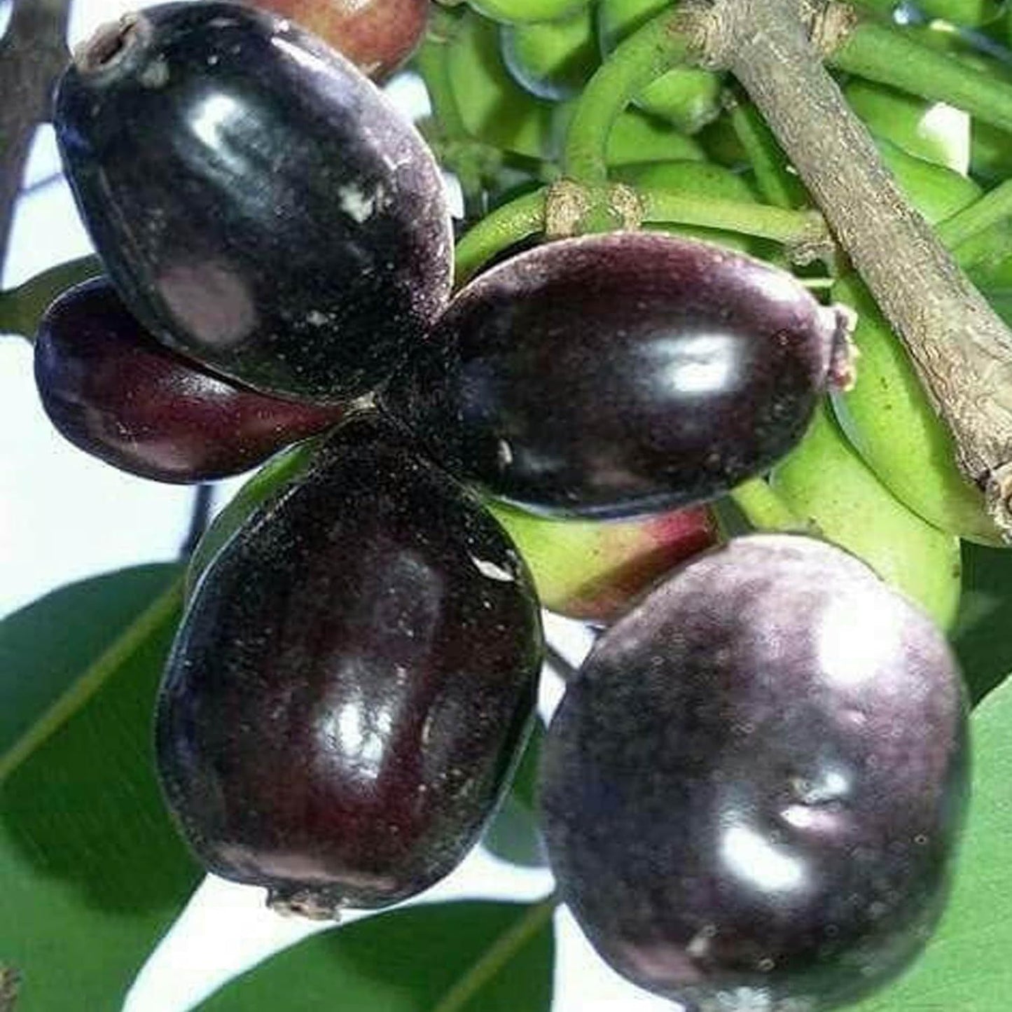 Thai KG 10 Black Jamun Jambolan Jam Grafted Fruit Plant