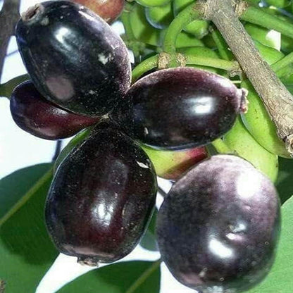 Thai KG 10 Black Jamun Jambolan Jam Grafted Fruit Plant