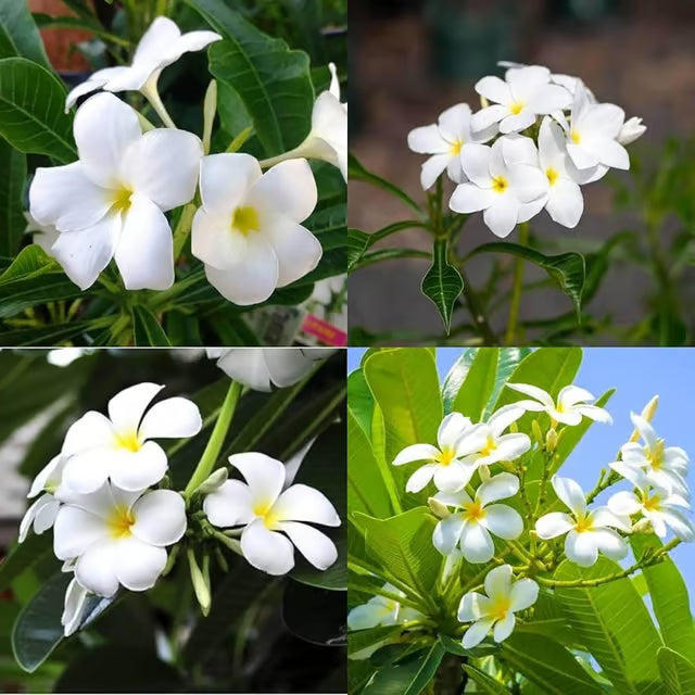 Nag Chapa Champa Plumeria Flower Plant