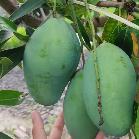 Bangladeshi Bari 11 All Time Mango Aam Grafted Fruit Plant
