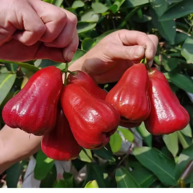 Red Malay Wax Apple Water Apple Java Apple Jamrul Chamba Layering/Grafted Fruit Plant (1.5-3 Feet Height)