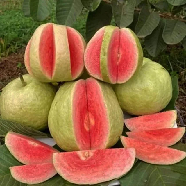 Red Dimond Amrood Variety Fruit Grafted Plant