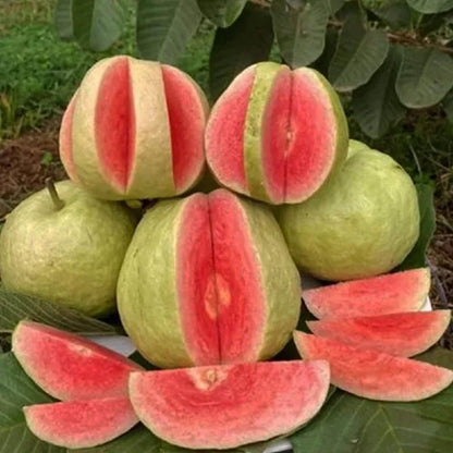 Red Dimond Amrood Variety Fruit Grafted Plant